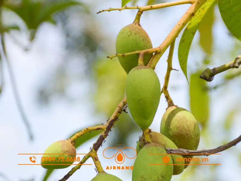 Đặc điểm hình thái của xoài bao tử