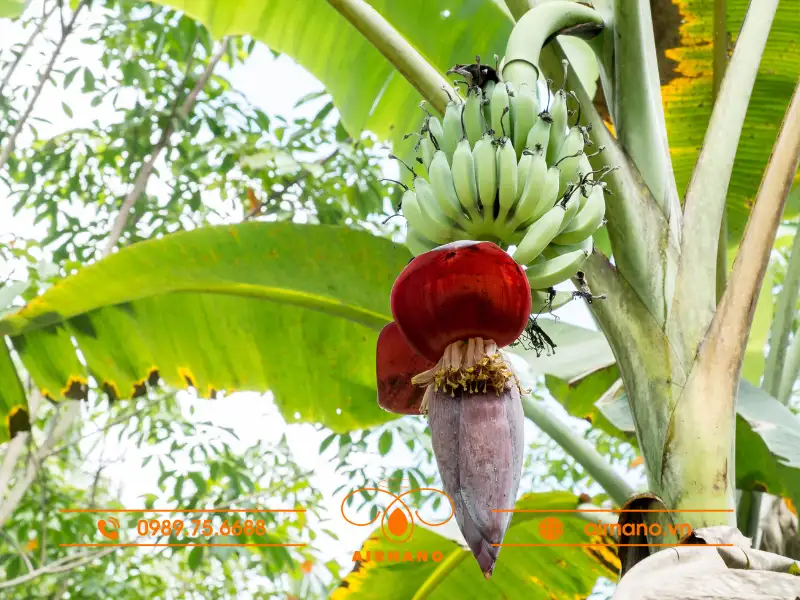 Đặc điểm sinh trưởng và phát triển của cây chuối