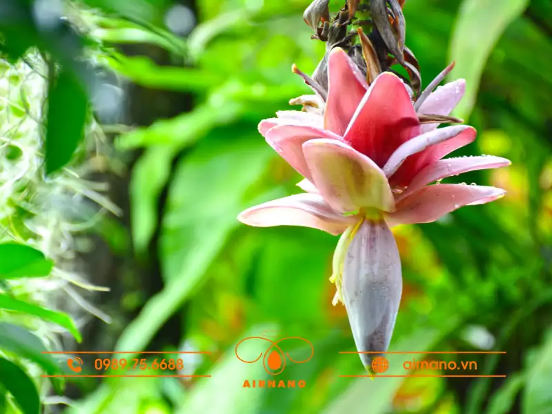 Giai đoạn sinh trưởng