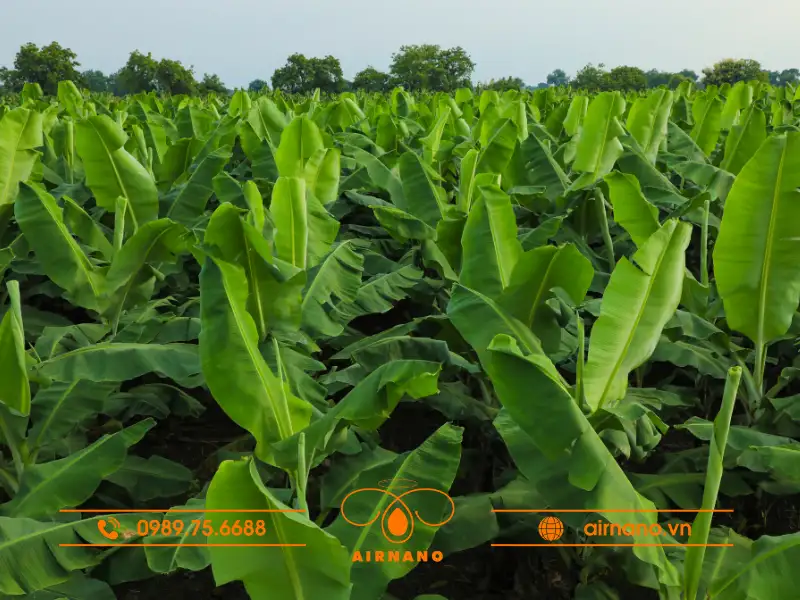 Giới thiệu chung về cây chuối