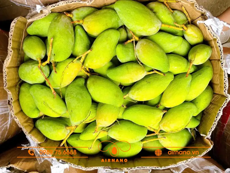 Giống xoài bao tử