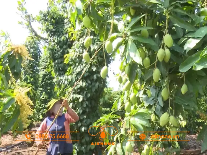 Kỹ thuật trồng và chăm sóc giống xoài bao tử