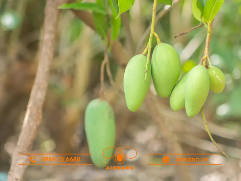 Nguồn gốc của giống xoài bao tử