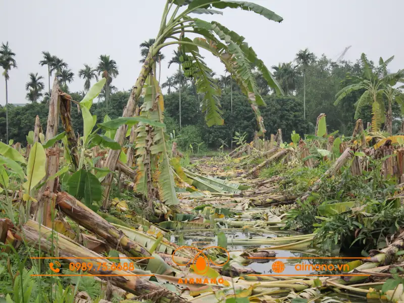 Tại sao cây chuối bị chặt bỏ ngay sau khi thu hoạch quả