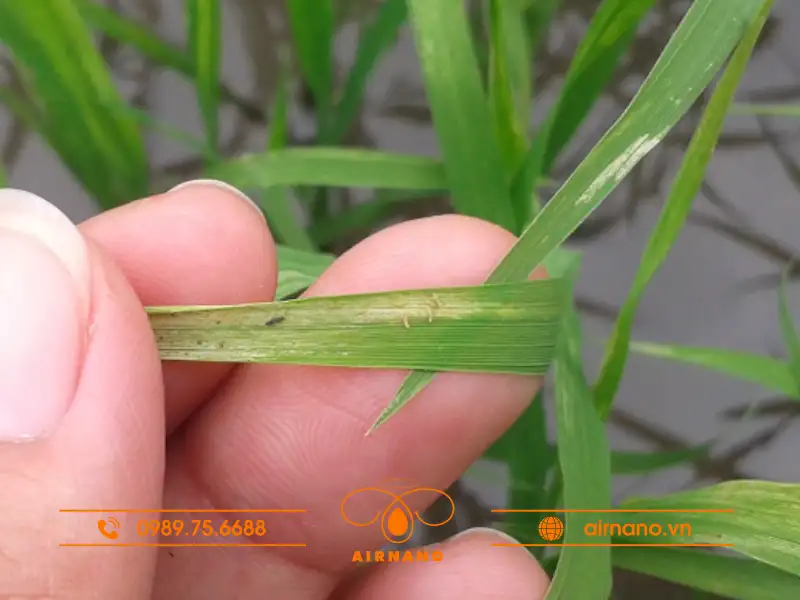 Triệu chứng gây hại của bọ trĩ trên cây lúa