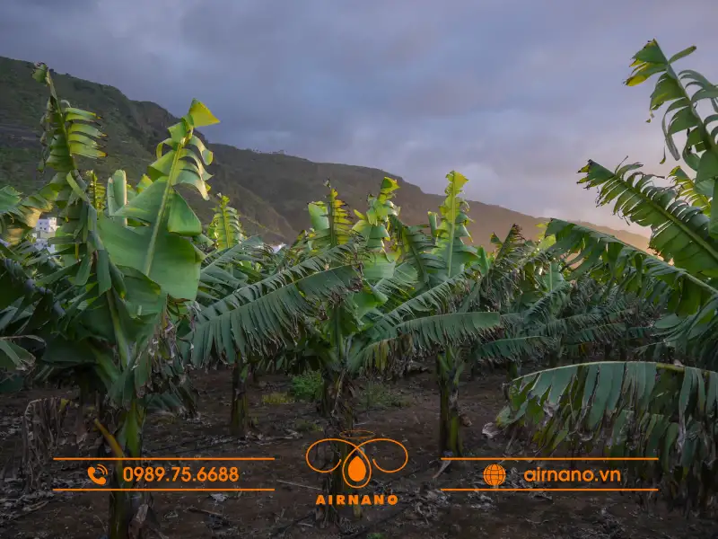 Vòng đời cây chuối từ khi trồng đến khi phát triển