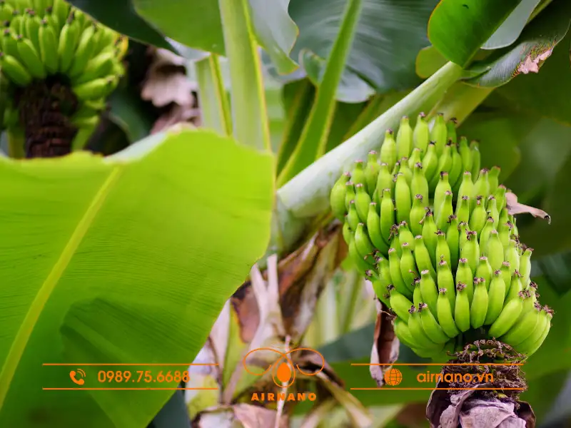 Yếu tố ảnh hưởng đến số lượng buồng chuối trên một cây