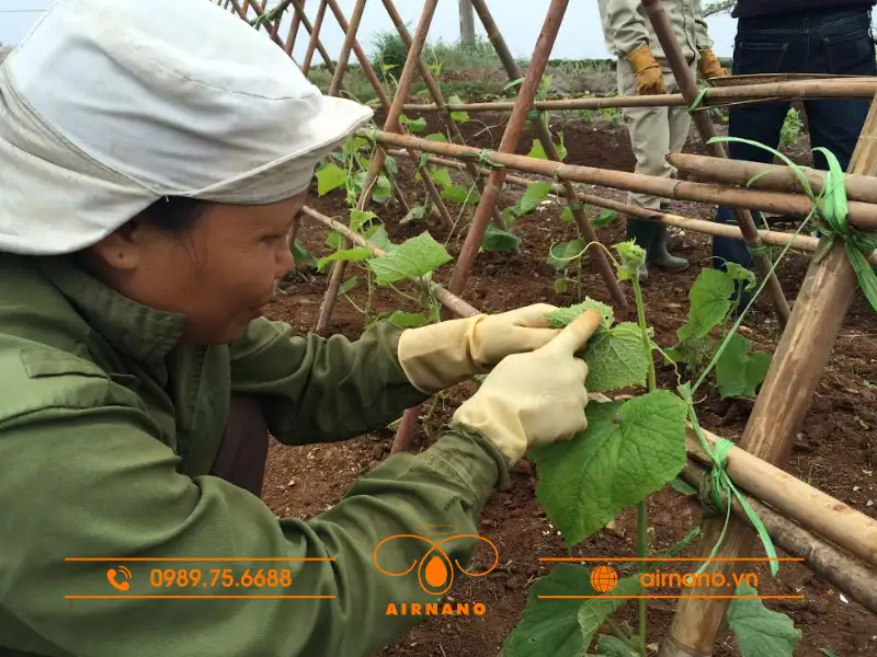 Các biện pháp phòng trừ Bọ Dưa hiệu quả