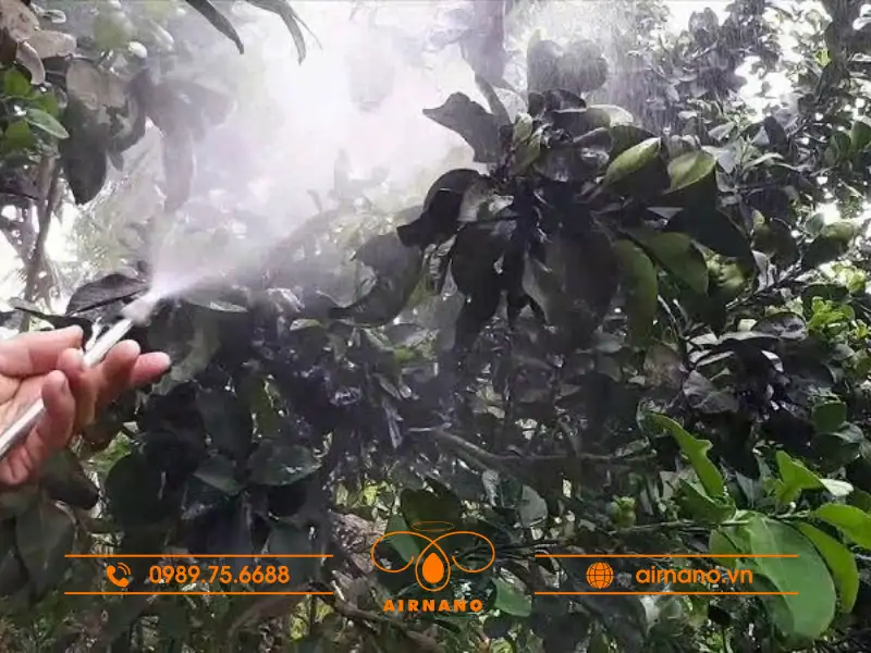 Cách phòng trừ bọ cánh cam hiệu quả