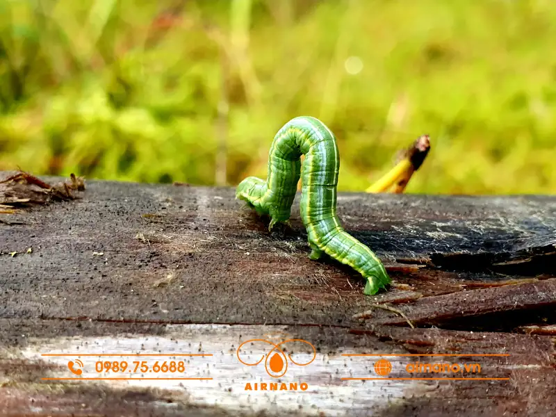 Đặc điểm chung của sâu đo