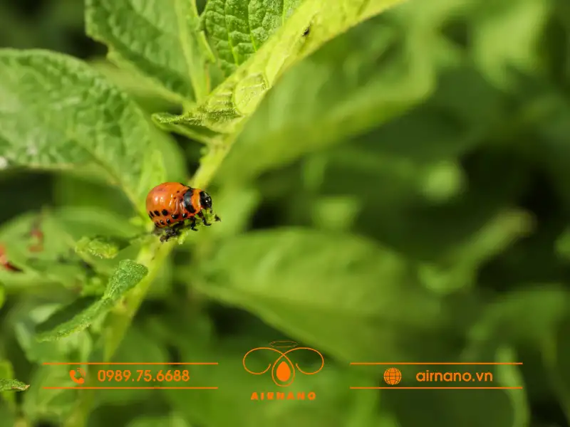 Đặc điểm của bọ cánh cam