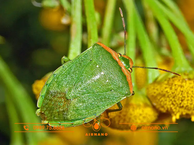 Đặc điểm của bọ xít xanh