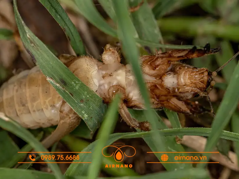 Đặc điểm của loài dế trũi