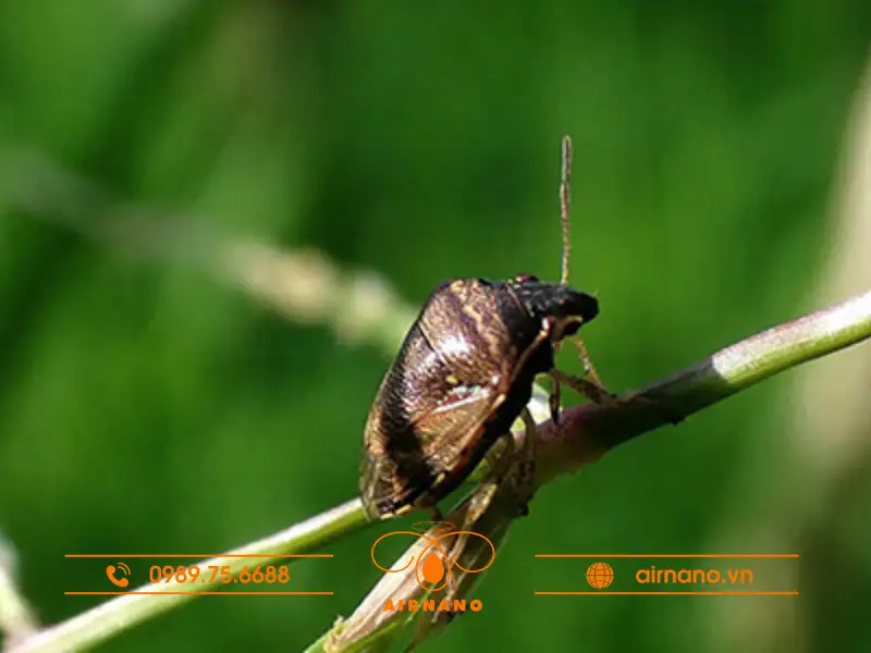 Đặc điểm hình thái của bọ xít đen