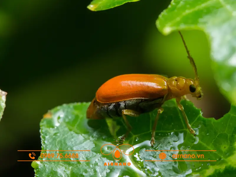 Đặc điểm hình thái và sinh học của bọ dưa