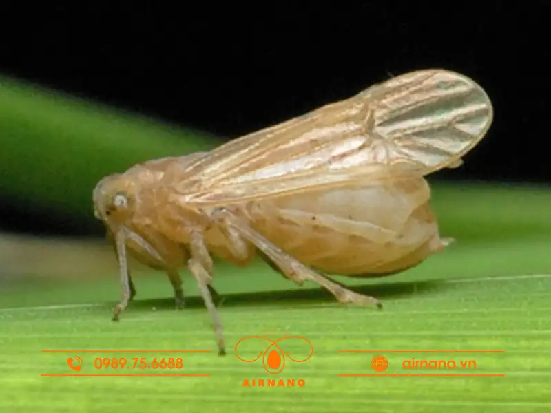 Đặc điểm hình thái và vòng đời của Bọ Rầy