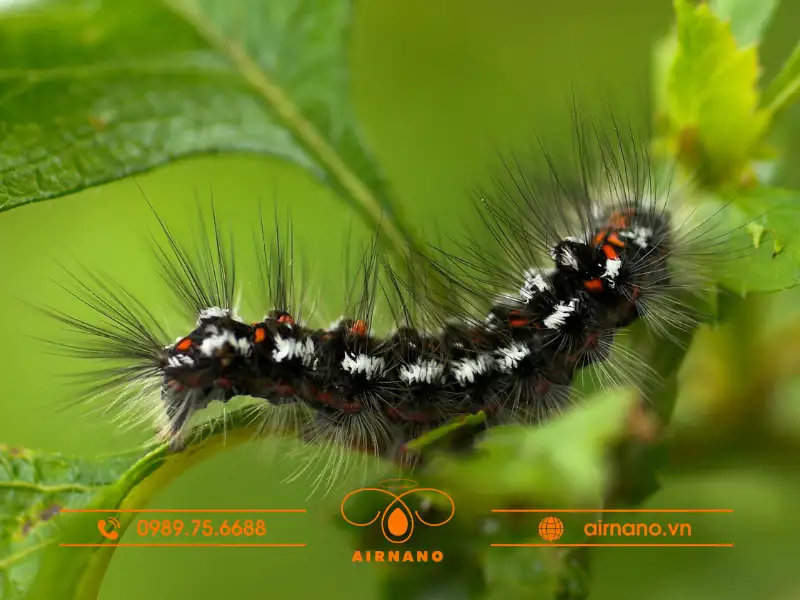 Đặc điểm nhận dạng, hình dáng của sâu róm