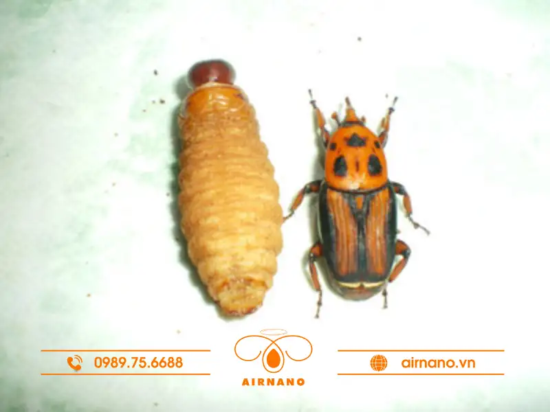 Đặc điểm nhận dạng loài bọ dừa