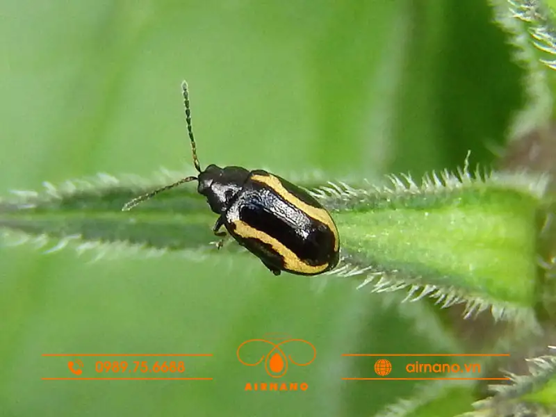 Đặc điểm sinh học và sinh thái của bọ nhảy