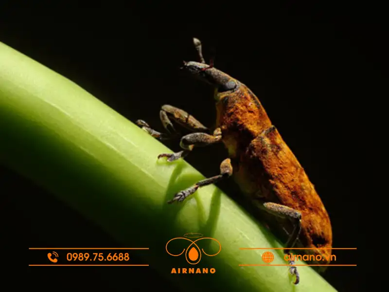 Đặc điểm sinh học và vòng đời của bọ Vòi Voi