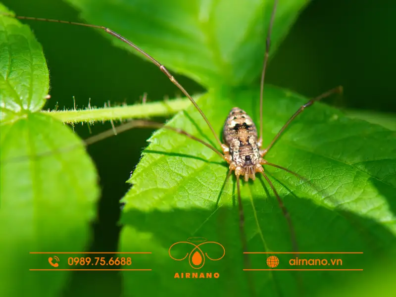 Đặc điểm sinh học và vòng đời của nhện chân dài