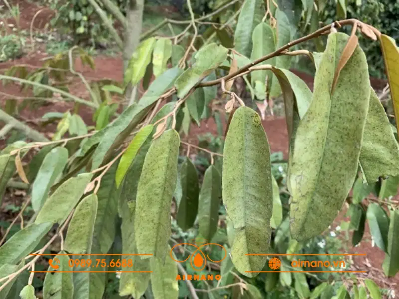 Dấu hiệu nhận biết cây bị nhện chân dài tấn công