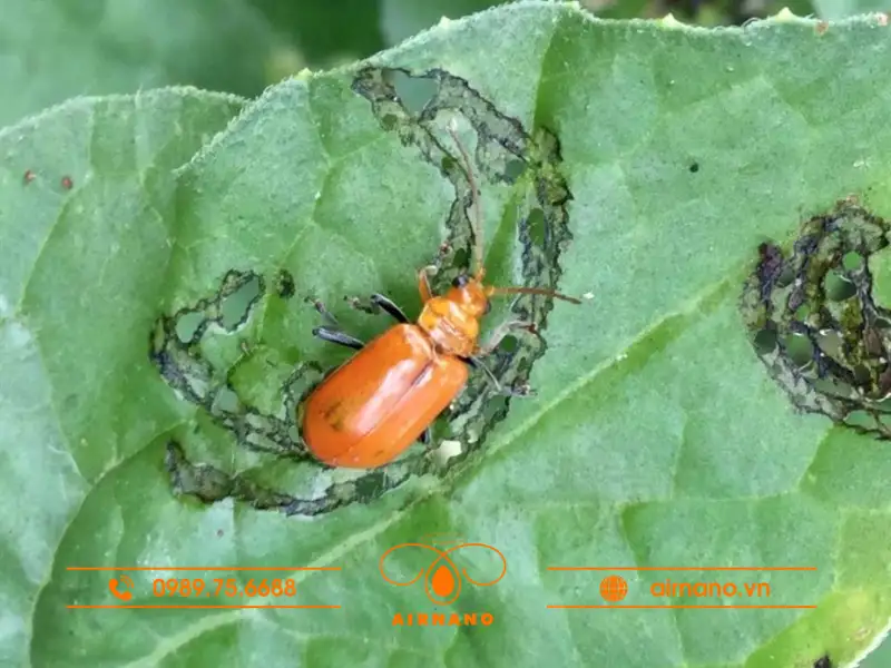 Dấu hiệu nhận biết cây trồng bị Bọ Dưa tấn công
