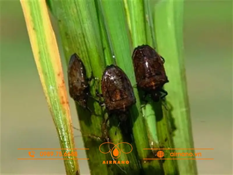 Dấu hiệu nhận biết cây trồng bị bọ xít đen tấn công