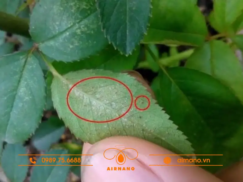 Dấu hiệu nhận biết cây trồng bị nhện trắng tấn công