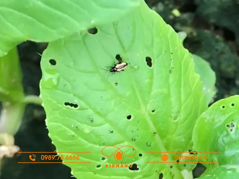 Dấu hiệu nhận biết rau bị bọ nhảy tấn công