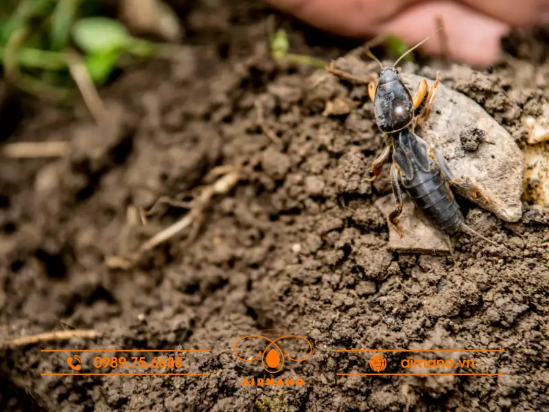 Nguyên nhân và điều kiện phát sinh dế trũi trong nông nghiệp