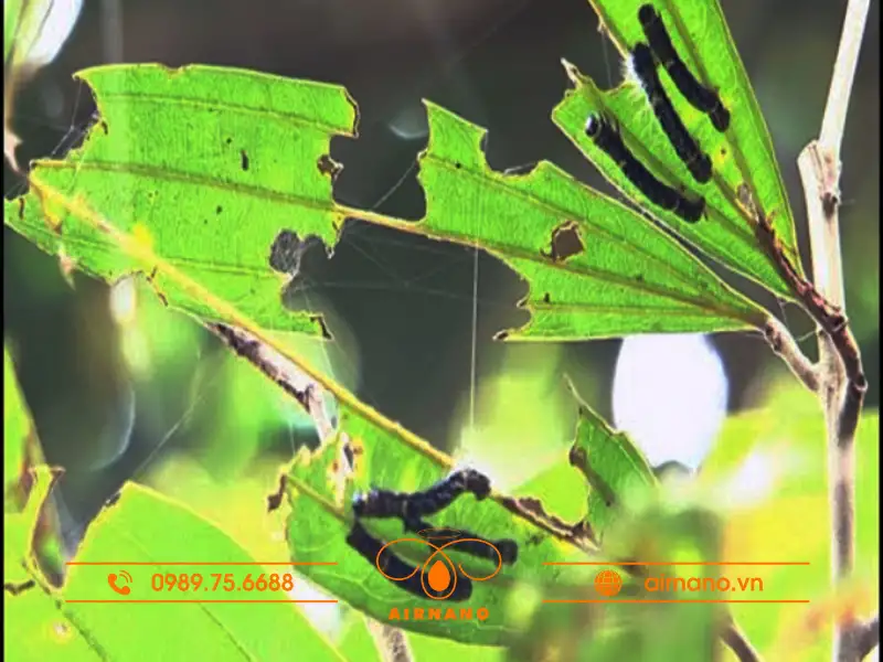 Nhận biết dấu hiệu sâu đo trên cây trồng