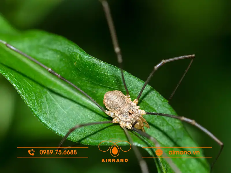 Nhện chân dài gây hại cho cây trồng 