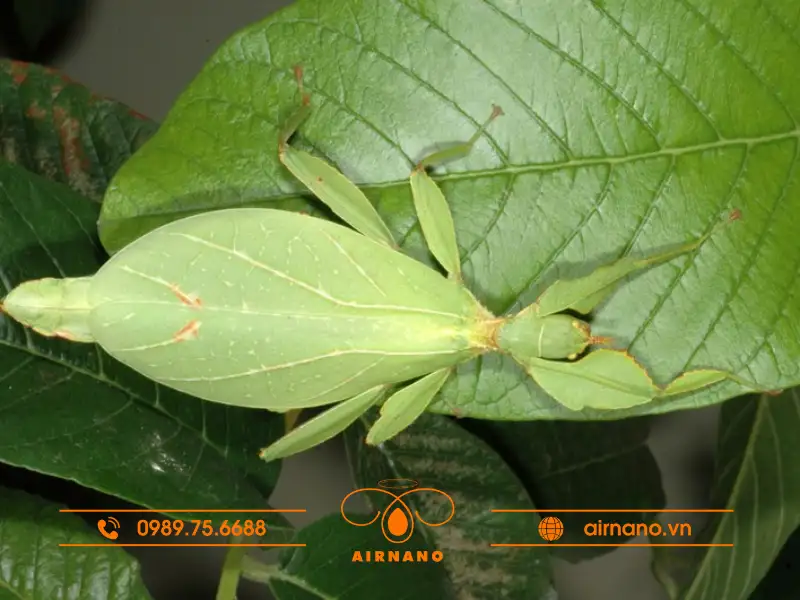 Tác hại của bọ lá đối với cây trồng