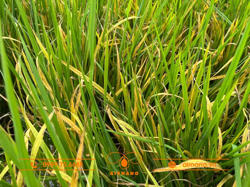 Tác hại của bọ rầy trên cây trồng