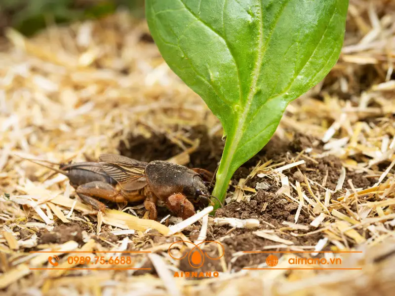 Tác hại của dế trũi đối với cây trồng