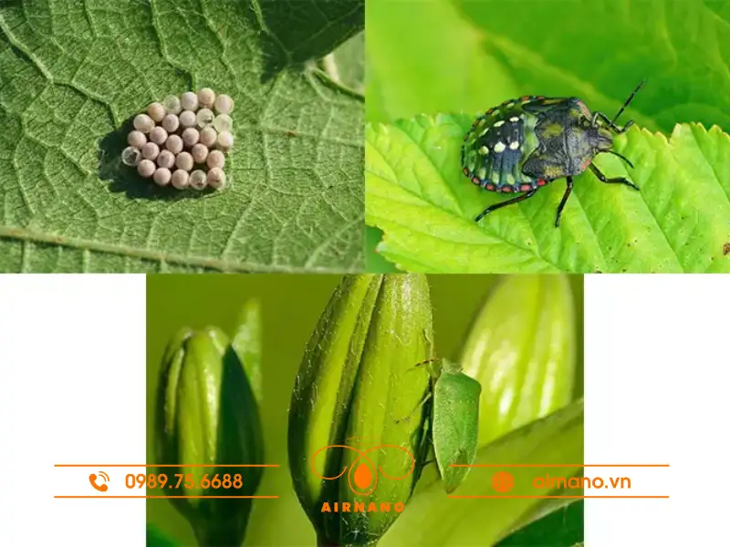 Tập quán sinh sống của bọ xít xanh