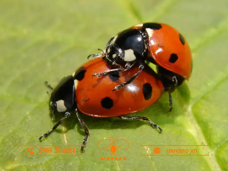 Tập tính sinh hoạt của con bọ cánh cam