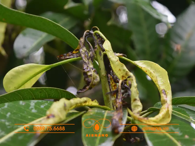 Triệu chứng gây hại của bọ vòi voi