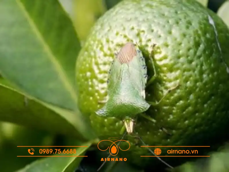 Triệu chứng gây hại và hậu quả mà bọ xít xanh gây ra