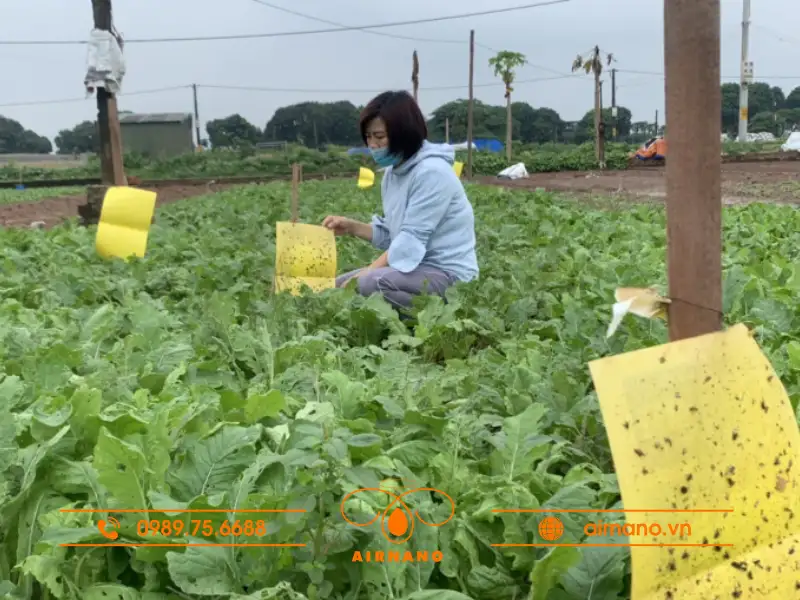 Tuyệt Chiêu phòng ngừa Bọ Nhảy không dùng thuốc