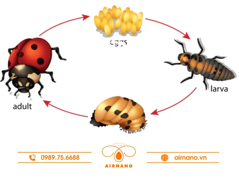 Vòng đời của bọ cánh cam