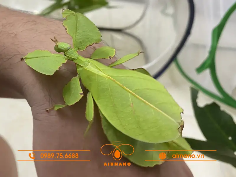 Vòng đời và sinh sản của bọ lá