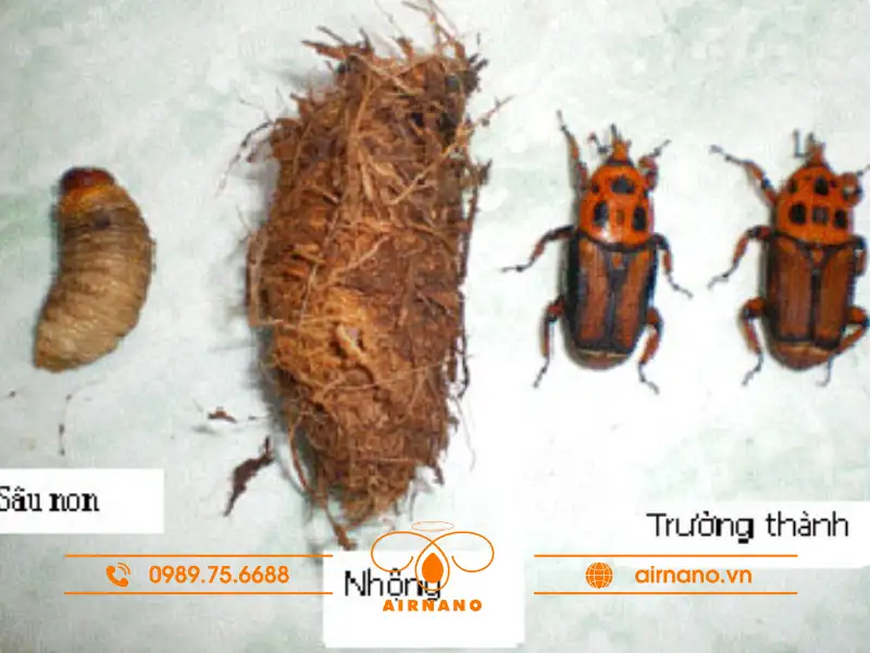 Vòng đời và thói quen sinh hoạt của bọ dừa