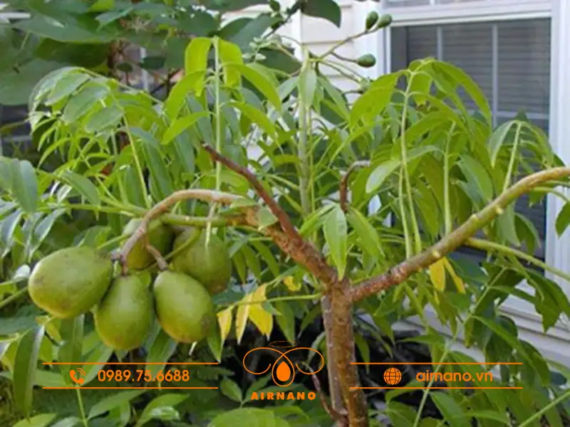 Bệnh vàng lá trên cây cóc