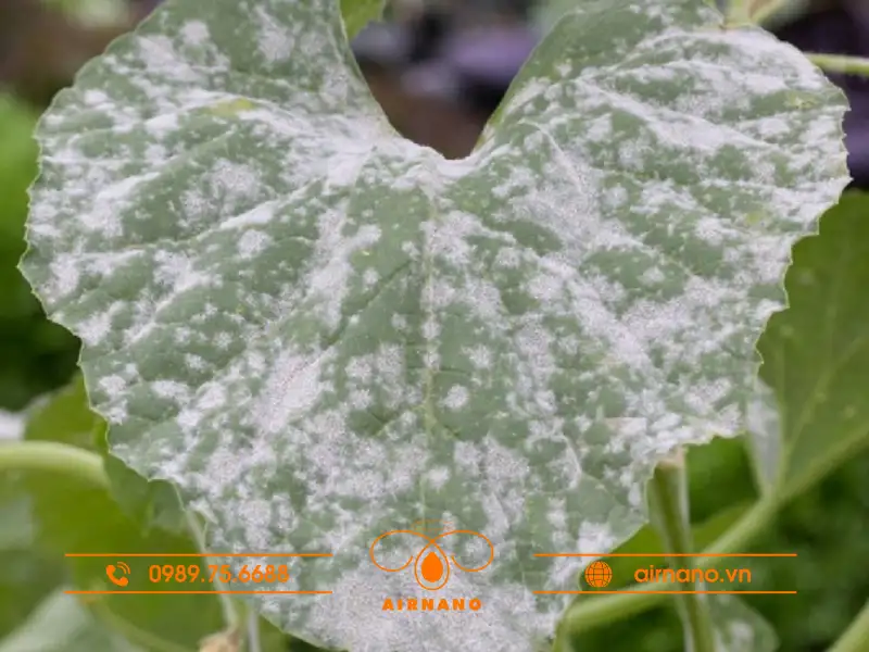 Bệnh phấn trắng trên cây thiên lý