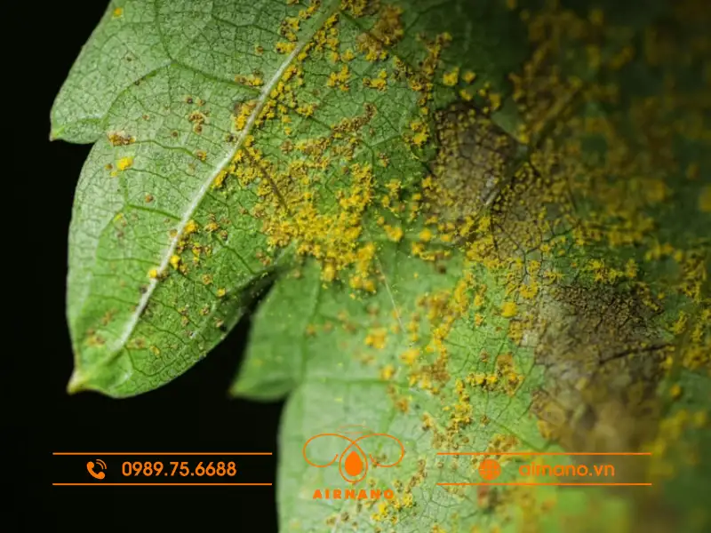 Bệnh rỉ sắt trên cây thiên lý