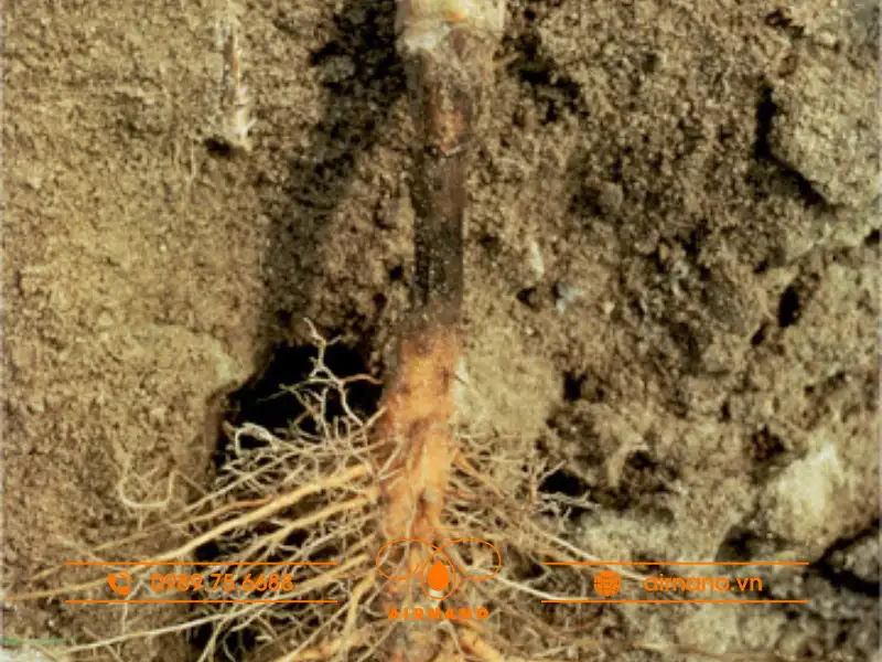 Bệnh thối rễ trên cây thiên lý