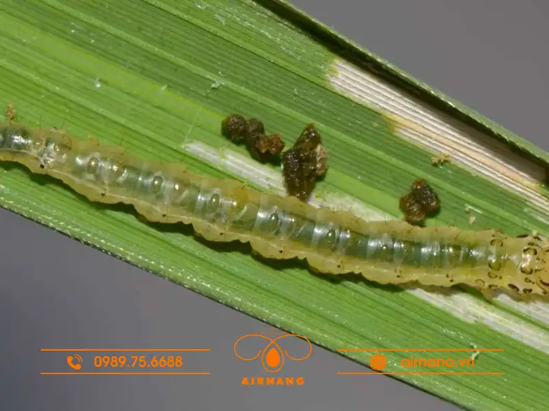 Sâu cuốn lá lớn