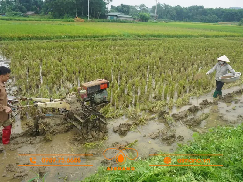 Biện pháp phòng trừ sâu đục thân 5 vạch đầu nâu 